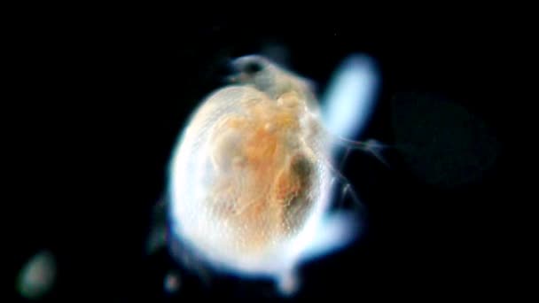 Crustacean under microscope - Felvétel, videó