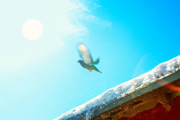 Güneş saatiyle gökyüzüne uçan güvercin, çatıda eriyen kar.  - Fotoğraf, Görsel