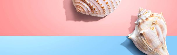 Summer concept with seashells - Фото, зображення