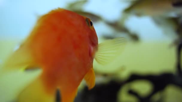 Beautiful fish in the aquarium on decoration of aquatic plants background - Filmagem, Vídeo