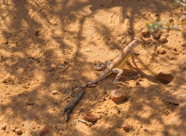 Um pequeno lagarto com barriga listrada amarela em penumbra
 - Foto, Imagem