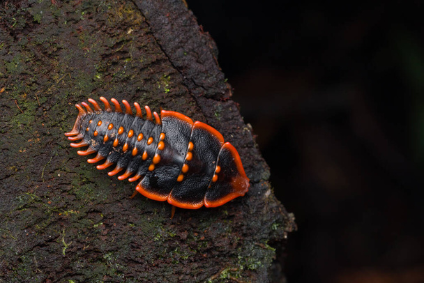 Close-Up owadów Trilobite Garbus rzadki owad Borneo-Natura koncepcja dzikiej przyrody - Zdjęcie, obraz