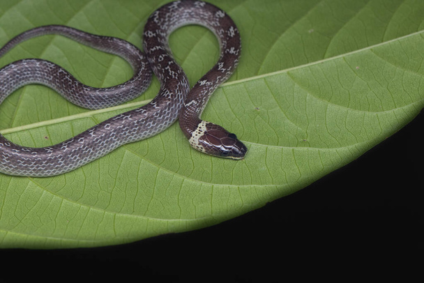 Змія Мала на зеленому листі Common Wolf Snake - Фото, зображення