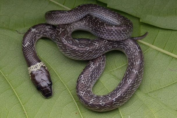 Primo piano di Piccolo serpente su foglia verde, Serpente Lupo Comune
 - Foto, immagini