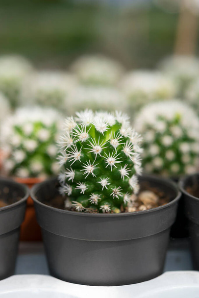 Gros plan de cactus succulents dans un pot de fleurs noir. Beau petit cactus à la forme ronde et aux épines blanches acérées pour un décor de pièce. (Echinopsis)
) - Photo, image