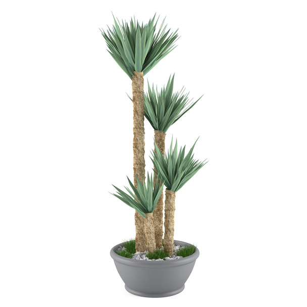 Pianta decorativa di palma nel vaso
 - Foto, immagini