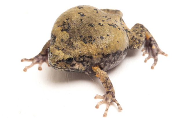 Banded bullfrog or Asian Narrowmouth ropuchy Je také známo, boubelky nebo bublina žába Tato žába je původem z jihovýchodní Asie izolované na bílém pozadí - Fotografie, Obrázek