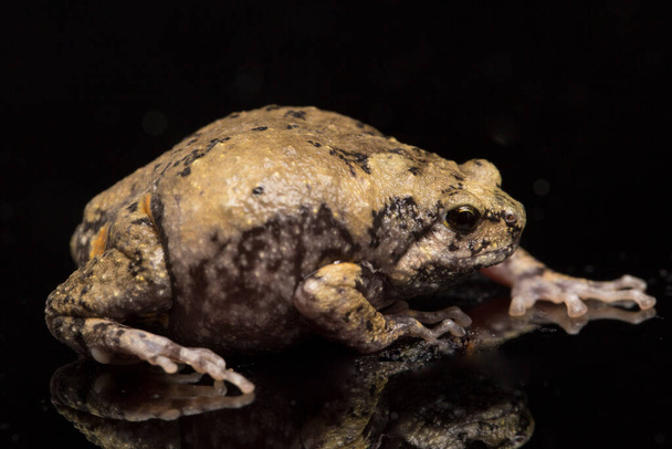 Αλυσοδεμένος βάτραχος ή ασιατικοί βάτραχοι στενόστομοι Γνωρίζει επίσης παχουλός ή βάτραχος φούσκας Αυτός ο βάτραχος είναι ενδημικός στη Νοτιοανατολική Ασία και απομονώνεται σε μαύρο φόντο - Φωτογραφία, εικόνα