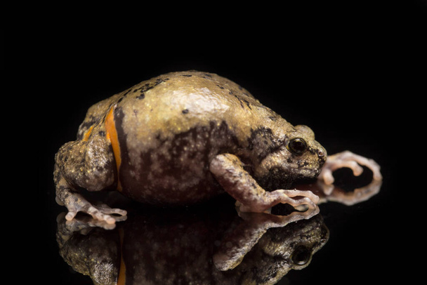 Banded bullfrog o sapos de boca estrecha asiáticos También sabe gordito o rana burbuja Esta rana es nativa del sudeste asiático aislado sobre fondo negro
 - Foto, Imagen
