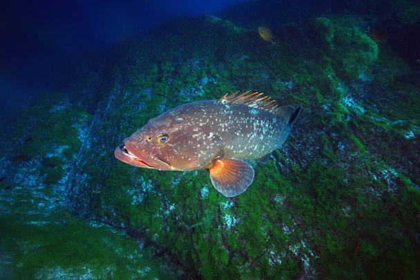 Dusky grouper - Epinephelus marginatus- at a rock covered with green algae - Photo, Image