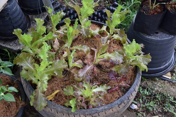 Top salad vegetablesThat many people think of Bushy appearance Curly leaves stacked like lettuce leaves, thin, easy to eat, giving a crisp feeling.Give sweet taste Full of nutritional value - Photo, Image