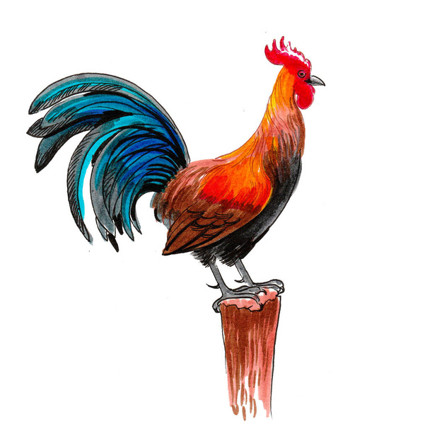 Pájaro gallo colorido. dibujo de tinta y acuarela - Foto, imagen