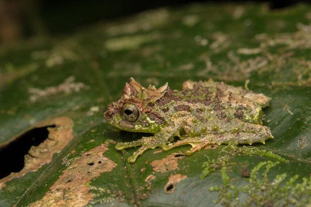 Macro Image of Mossy Tree Frog: Rhacophorus everetti. Sabah, Borneo. Taken at night , Adorable cute mossy tree frog of Borneo - Photo, Image