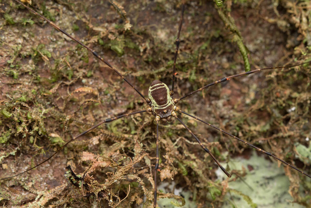Harvestman araignée sur fond de feuilles vertes - Nature Wildlife Concept
 - Photo, image