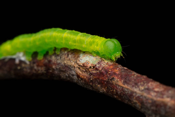 枝の上の美しい緑の冬虫夏草-自然野生動物の概念 - 写真・画像