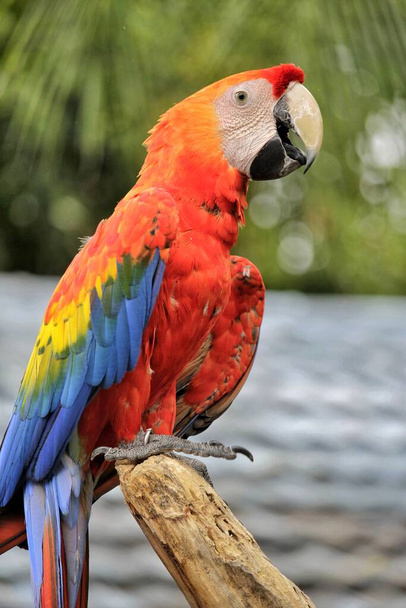 Loro guacamayo escarlata. Color hermoso pájaro. Encaramado en una rama
. - Foto, Imagen