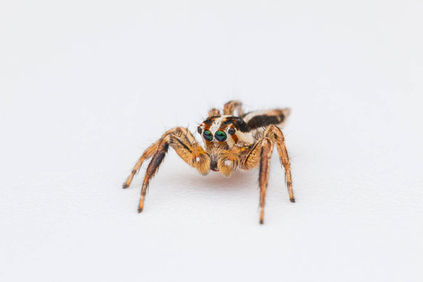 Skákající pavouk izolovaný na bílém pozadí - Fotografie, Obrázek