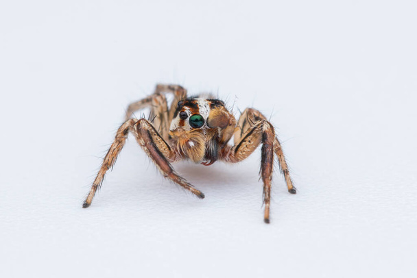 Άλμα αράχνης απομονωμένη σε λευκό φόντο - Φωτογραφία, εικόνα