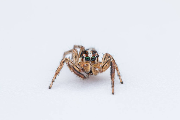 ragno che salta isolato su sfondo bianco
 - Foto, immagini