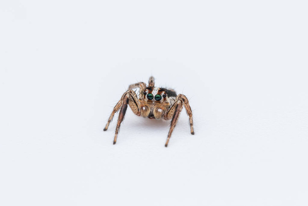 ragno che salta isolato su sfondo bianco
 - Foto, immagini