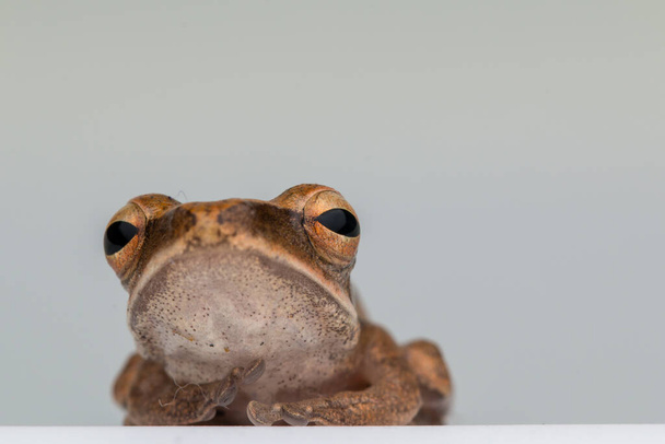 Beautiful Frog Isolated on White background at Borneo - Photo, Image