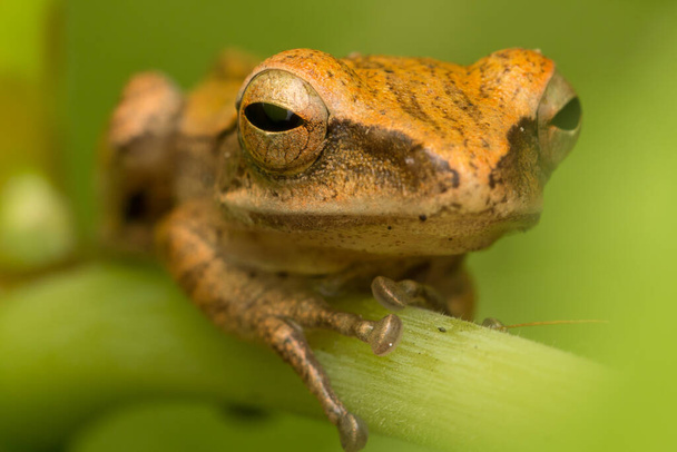 Beautiful Frog at Borneo-nature wildlife concept - Photo, Image