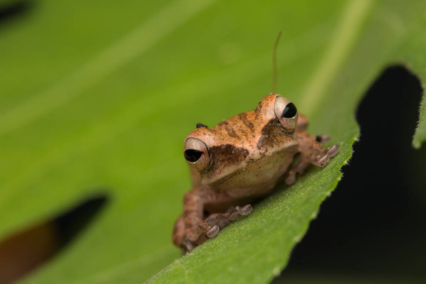 Beautiful Frog at Borneo-nature wildlife concept - Photo, Image