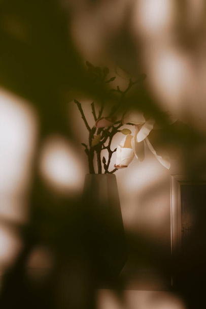 Magnolie in einer dekorativen Vase vor weißem Hintergrund, im verschwommenen Vordergrund Äste eines Strauches - Foto, Bild