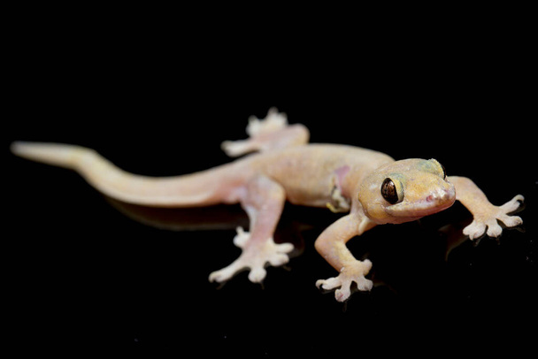 Asian House lizard (hemidactylus) or common gecko isolated on black background - Photo, Image