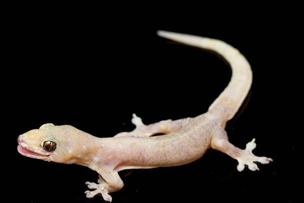 Asian House lizard (hemidactylus) or common gecko isolated on black background - Photo, Image