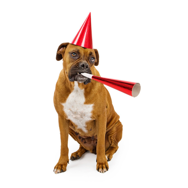 Boxer Dog Party Hat and Horn - Φωτογραφία, εικόνα
