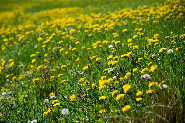 Dandelions blooming on lawn  - Photo, Image