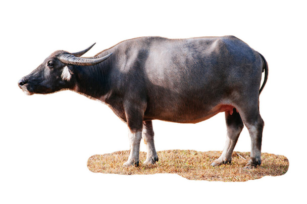 Farmářské zvíře Domácí vodní buvol Místní Thajsko asijské buvol nebo Bubalus bubalis izolované na bílém pozadí - Fotografie, Obrázek