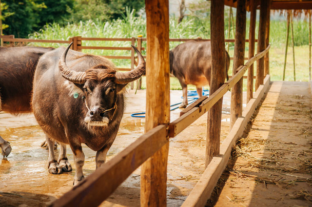 Mooie middelgrote zwarte Aziatische waterbuffel in lokale melkveehouderij in Zuidoost Azië, Laos of Thailand - Foto, afbeelding
