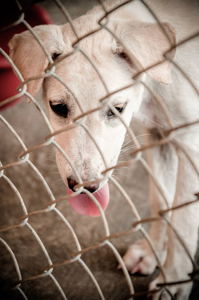 ハンセン病アジアの犬、動物性病気のハンセン病の皮膚の問題、ホームレスの病気の通りの犬、タイの放棄された混合品種の犬に狂犬病感染リスク - 写真・画像