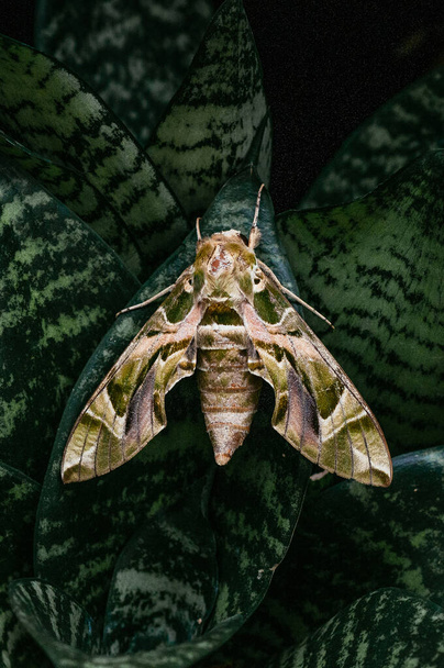 Великий красивий яструб Олександр - армійський зелений метелик на зміїній рослині темно-зелене листя
 - Фото, зображення