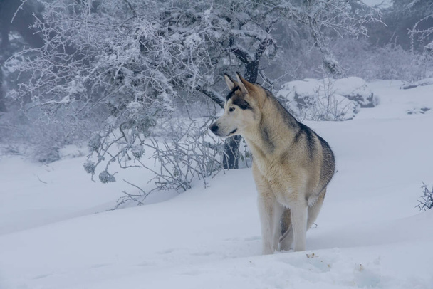 beautiful Alaskan Malamute in a foggy and snowy environment - Photo, Image