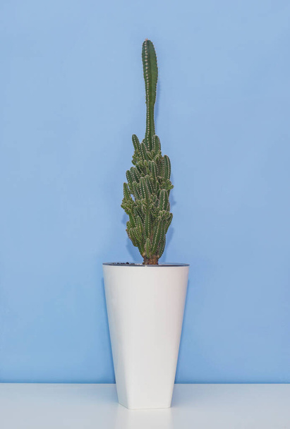 Σπίτι πράσινο φυτό σε λευκό δοχείο. Cactus Cereus - Φωτογραφία, εικόνα