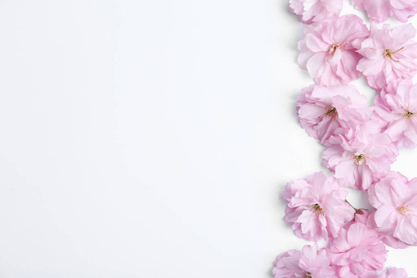 Beautiful sakura blossom on white background, space for text. Japanese cherry - Foto, Imagem