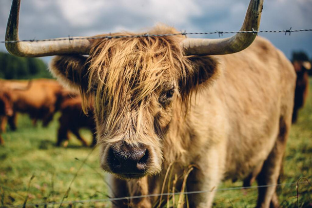 A closeup shot of a beige bull behind the fencing - 写真・画像
