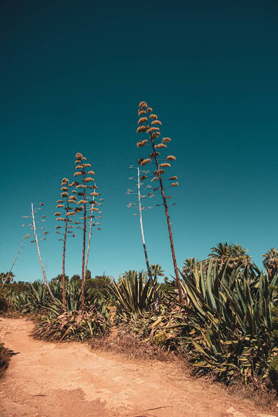The tropical plants and trees against the blue sky - Φωτογραφία, εικόνα