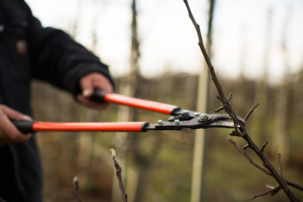 A closeup shot of a person cutting a branch with garden scissors at daytime - Foto, imagen