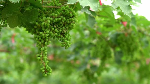 racimo de uvas verdes jóvenes y hojas en un viñedo
  - Imágenes, Vídeo