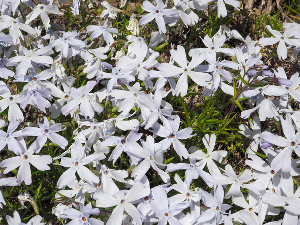 Fehér phlox subulata virágágyás a kertben nyáron. - Fotó, kép