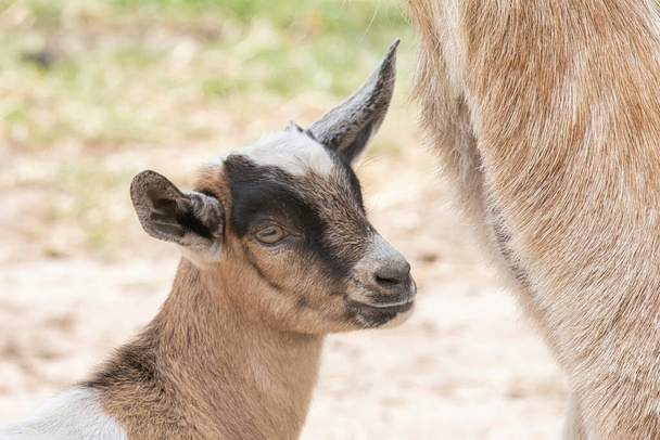 One brown, white, black horned, baby goat kid, standing on the spring grass, head shot. - Photo, Image