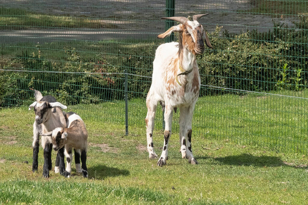 Two brown horned, brown baby goat kids, playing on the spring grass, next to the mother, selective focus. - Photo, Image
