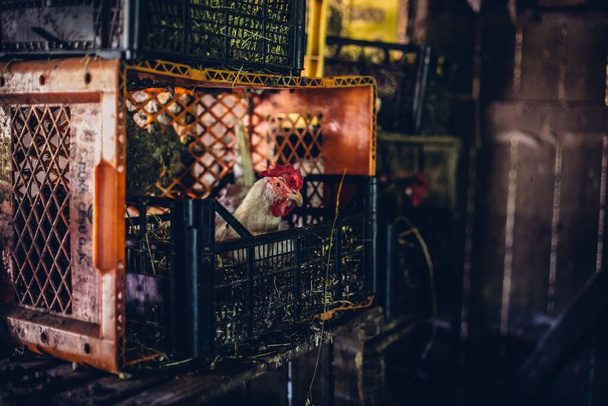 A closeup of a white rooster in a crate - Foto, immagini