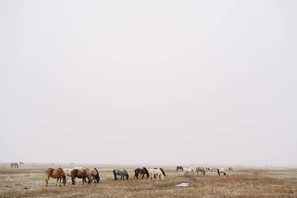 Stado koni przechodzi przez pole i je trawę, pada śnieg, słaba widoczność ze względu na spadający śnieg. Islandzki koń jest rasą koni uprawianych na Islandii.. - Zdjęcie, obraz