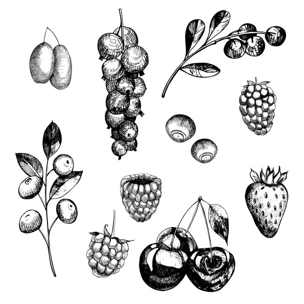 Set di bacche. Ribes, fragola, mirtillo, mirtillo, mora, more, ciliegie. Illustrazione del vettore schizzo
. - Vettoriali, immagini