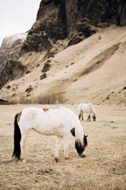 Islantilainen hevonen on Islannissa kasvatettu hevosrotu. Valkoiset hevoset laiduntavat niityllä kalliovuorta vasten.. - Valokuva, kuva